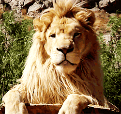 Gif animé lion au repos